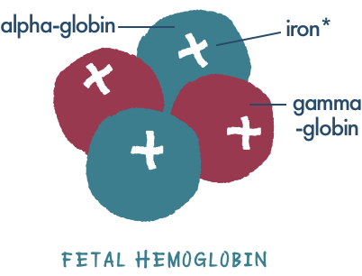 What Is Beta Thalassemia? | Genes, Cells And Hemoglobin